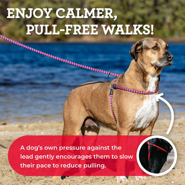 No-Pull Dog Harness & Leash Set – Cushioned, Escape-Proof, Reflective, Anti-Pull Design